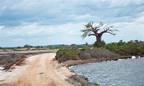 2 NIGHTS PACKAGE SAADANI SAFARI LODGE from Zanzibar